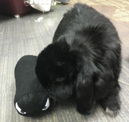 Bunny with plushies.JPG