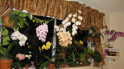 Orchids 2013.jpg