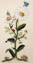 Becky Schaefer Cross Stitch 04